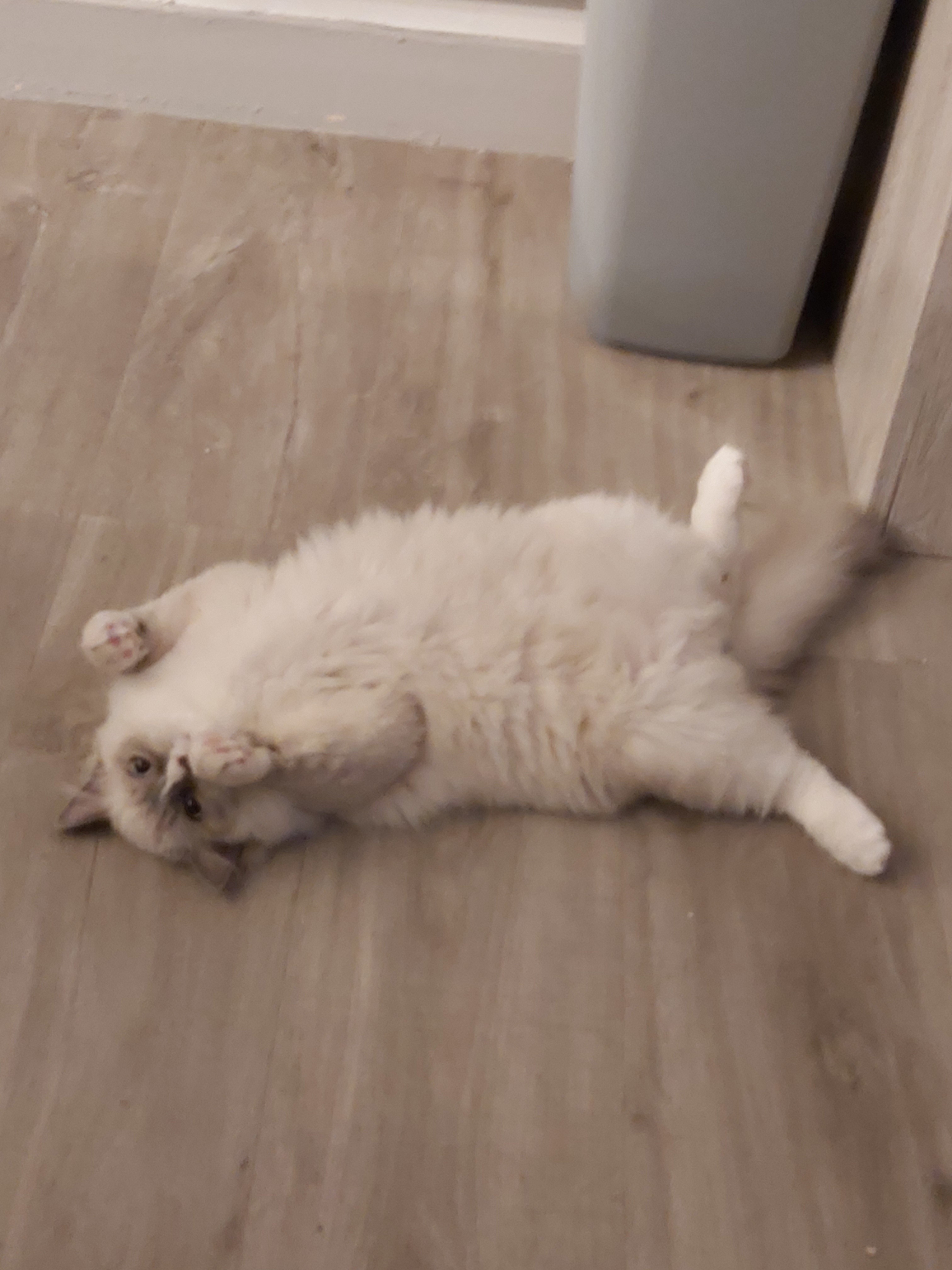 Bebe chat 2