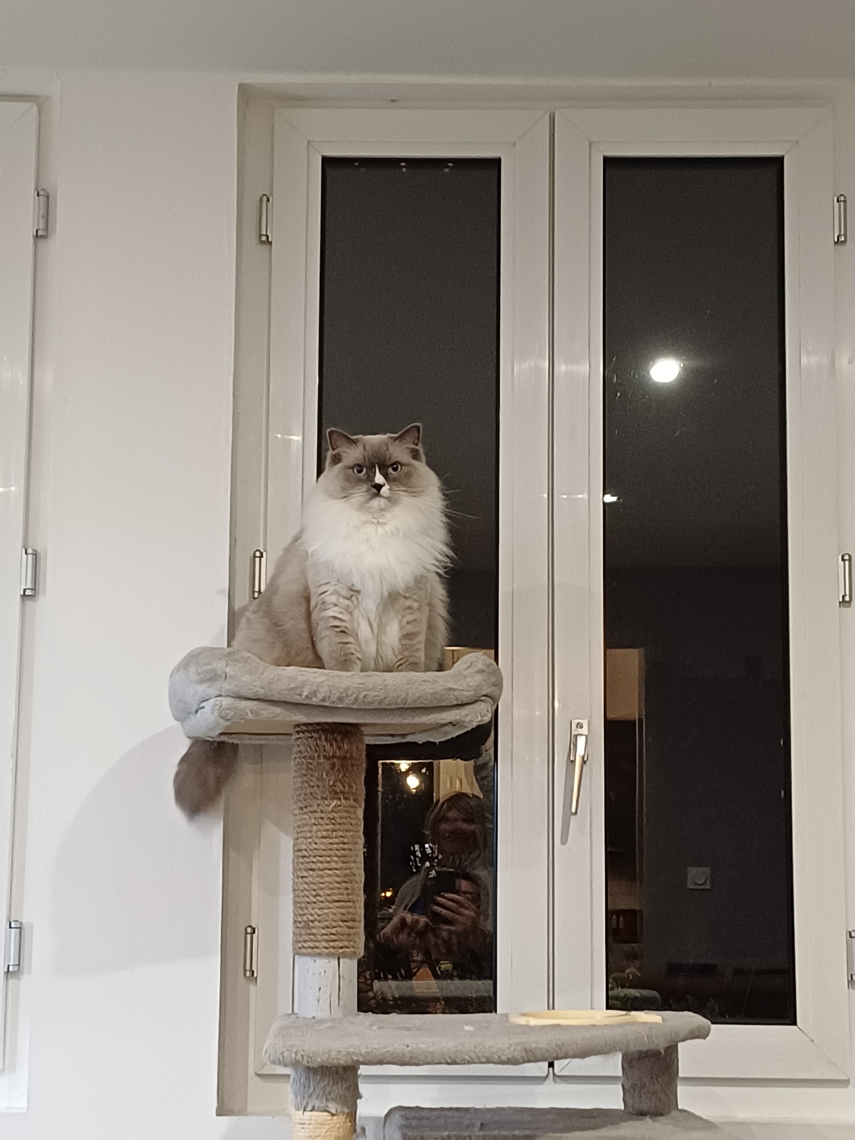 Bebe chat arbre a chat