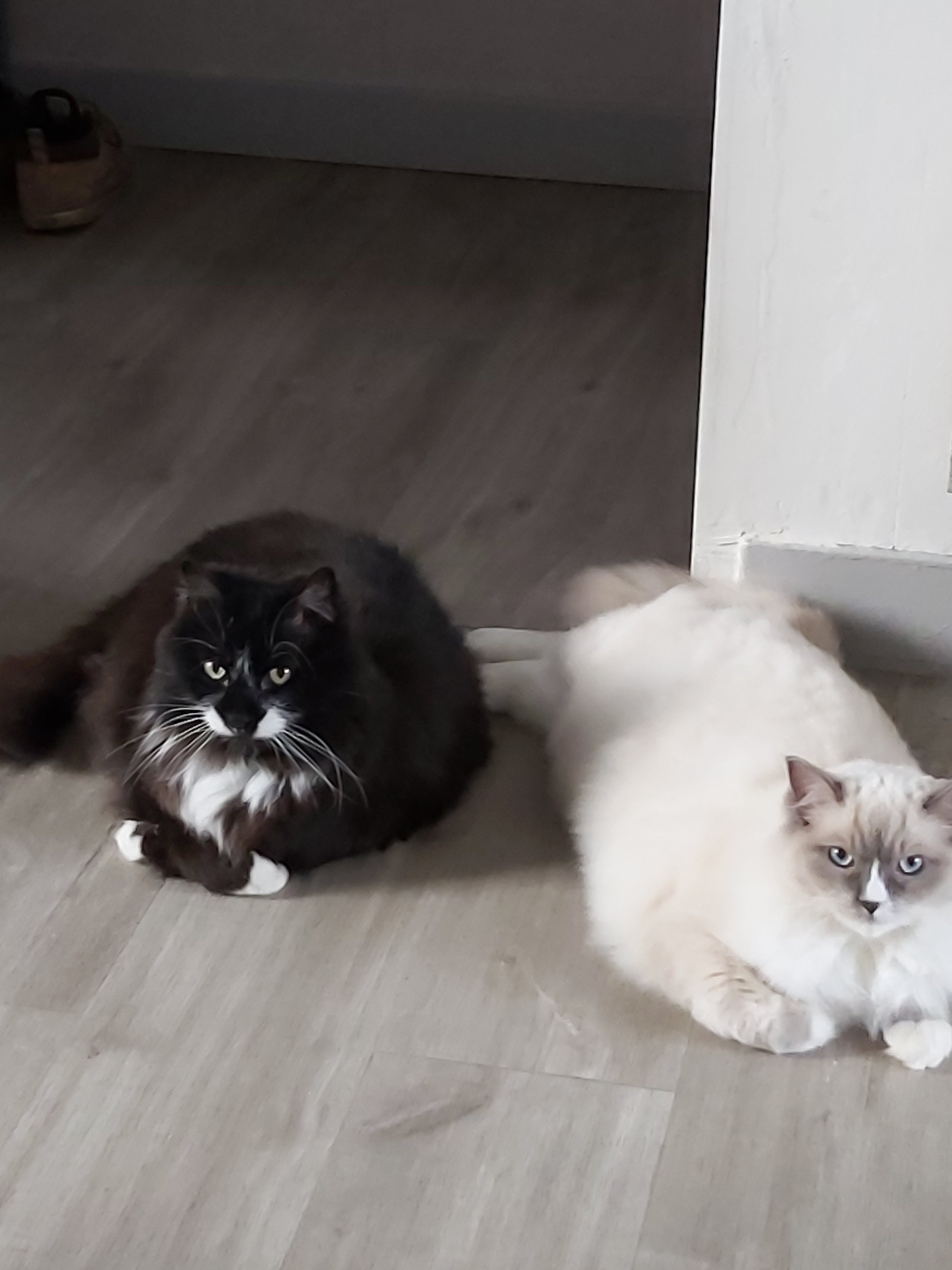 Bebe chat et mouss